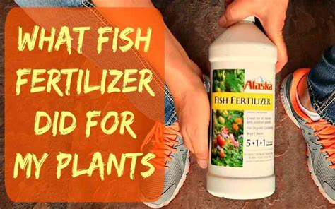 fish plant food|All You Need to Know About Fish Fertilizer .